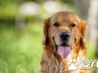 怎样训练金毛寻回犬,从基础到进阶技巧