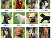 宠物犬的种类,从工作犬到玩赏犬，全面了解各类犬种特点